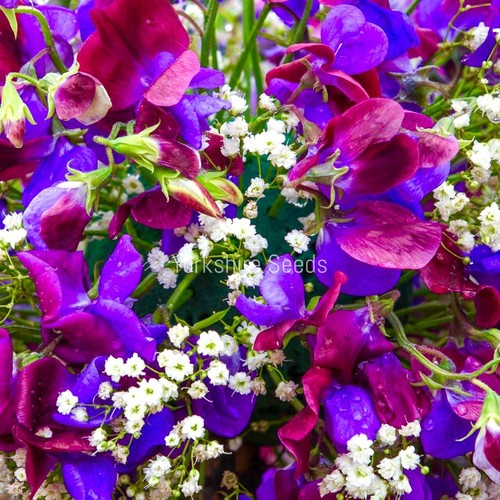 Sweet pea grandiflora matucana - sweet,