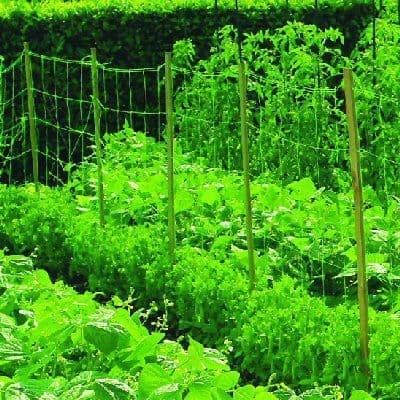 Bean and pea - pea, netting