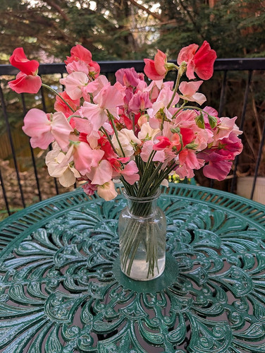 Sweet pea seeds scented - seeds,