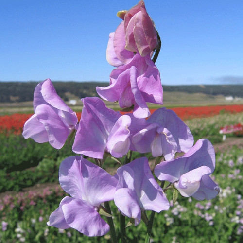 Sweet pea leamington - sweet,
