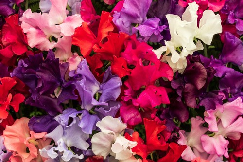 Sweet pea giant spencer - sweet, waved