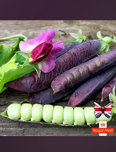 Pea seeds - 10,