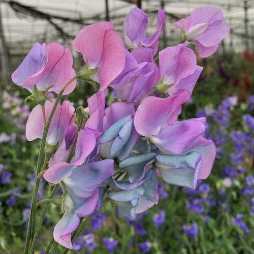 Sweet pea turquoise lagoon - pea,