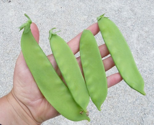 Giant snow pea enormous - giant,