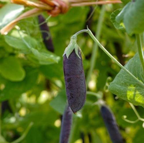 Pea mangetout snow - snow, shiraz