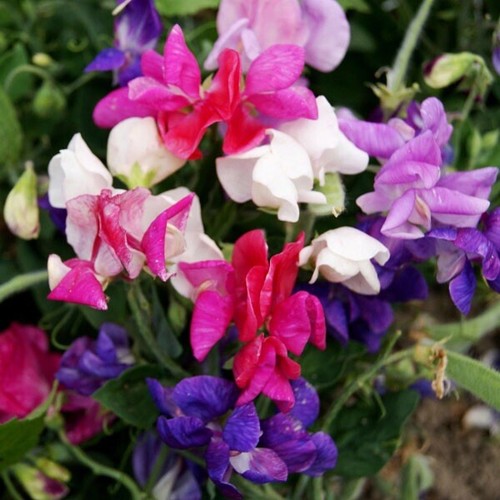 Dwarf knee high sweet pea - high,