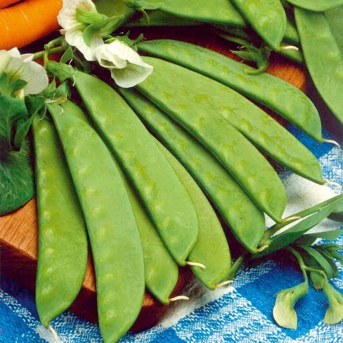 Sweet horizon mangetout - 15,