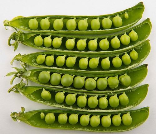 Victorian tall pea colossal - pea,
