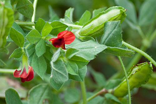 Asparagus pea 150 - pea, seeds