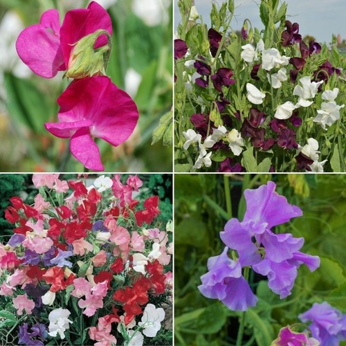 Sweet pea huge - -, selection