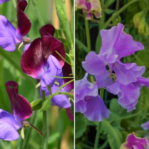 Sweet pea plug - plug, plants