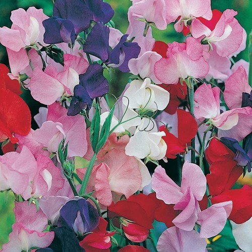 Sweet pea giant - pea,