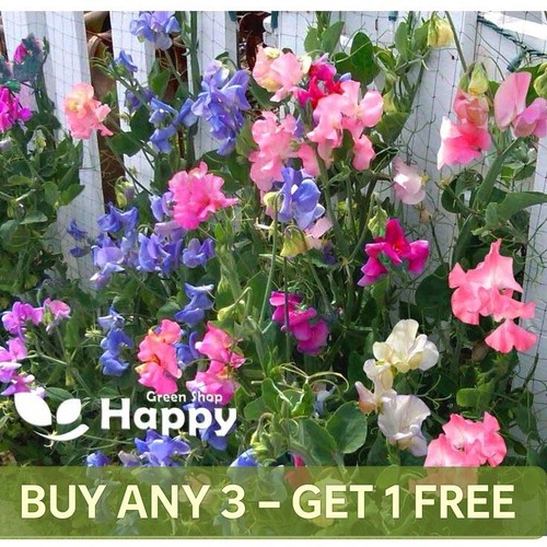 Sweet pea bijou - mix,