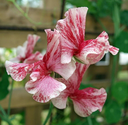 America sweet pea seeds - america,