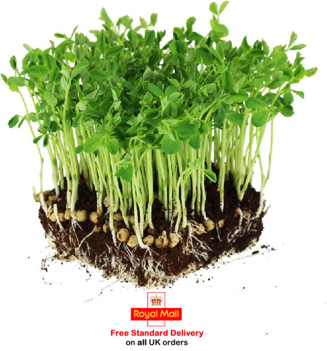 Pea sprouting - (salad,