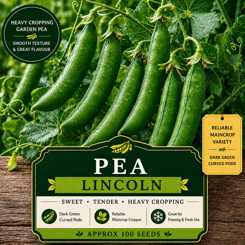 Pea lincoln 100 - –,