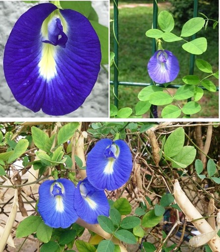Butterfly pea clitoria - pea,