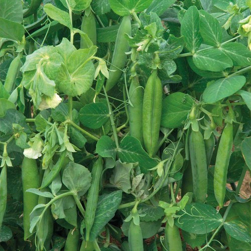 Thompson morgan pea - &, alderman