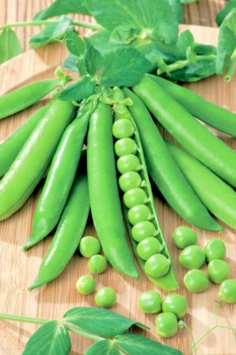 100 pea meteor seeds dwarf - x,