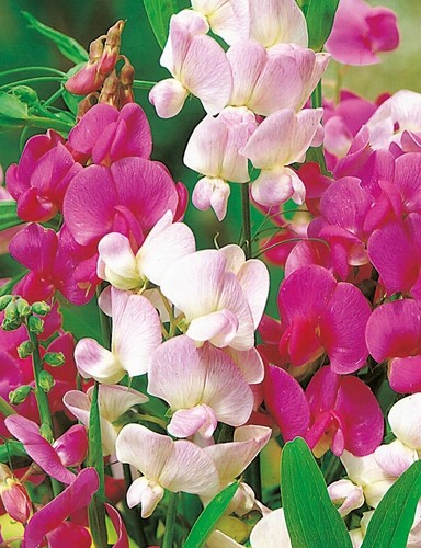 Everlasting sweet pea mix 30 - pea,