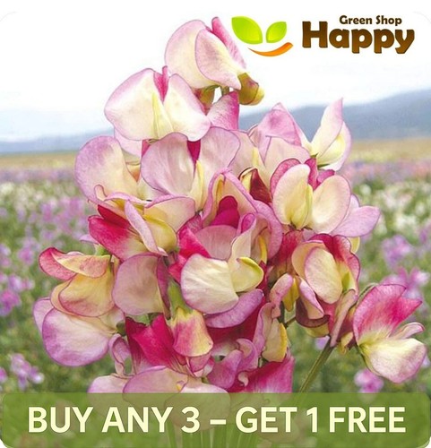 Sweet pea spanish - pea, dancer