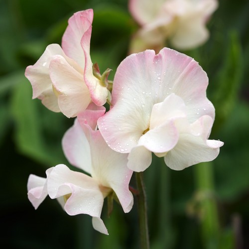 Flower sweet pea - sweet, mollie