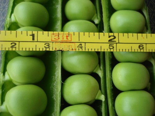 Giant russian garden pea - garden,