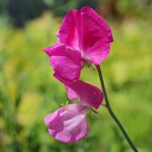 Flower sweet pea lipstick - sweet,