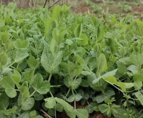 Sichuan pea shoots seeds - pea,