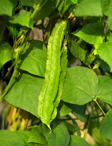Asparagus pea seeds 50 - asparagus,