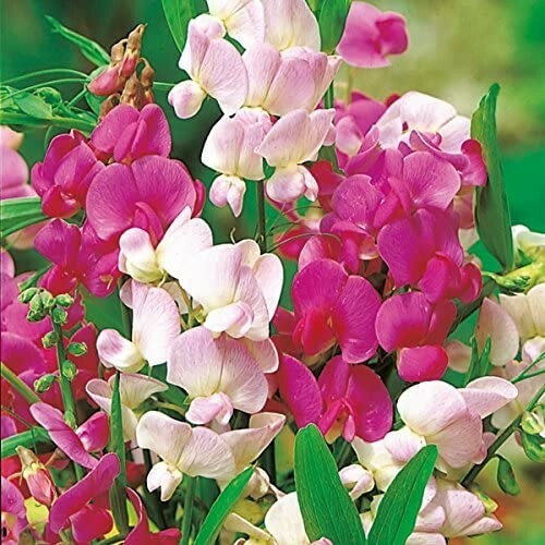 Seeds everlasting pea - seeds,