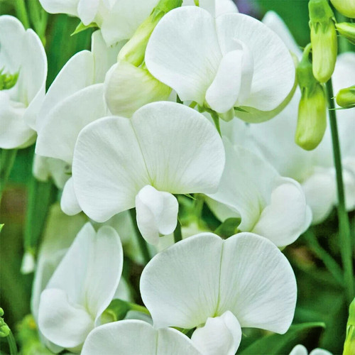 Everlasting pea lathyrus - pea,