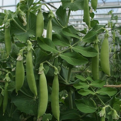 100 pea sugar snap nairobi - x,