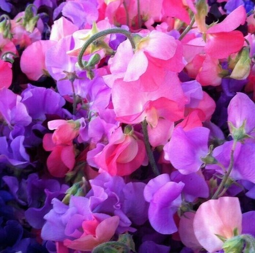 Seeds sweet pea - 50,