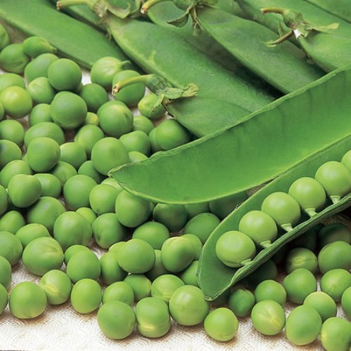 Pea douce provence seeds - pea,