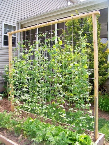 Hardy pea meteor - pea, meteor,