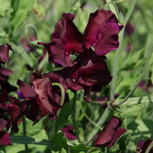 Sweet pea beaujolais 40 - pea,