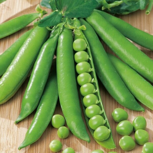 Garden pea seeds - seeds, meteor