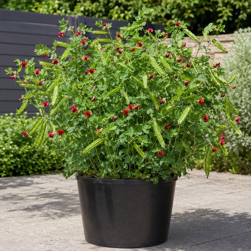 Heirloom pea asparagus - uk,