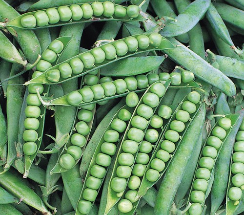 Vegetables pea alderman 250 - vegetables,