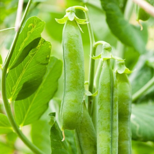 Pea terrain 75gm seeds - terrain,