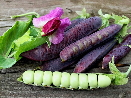 Magnolia purple peas - 15,