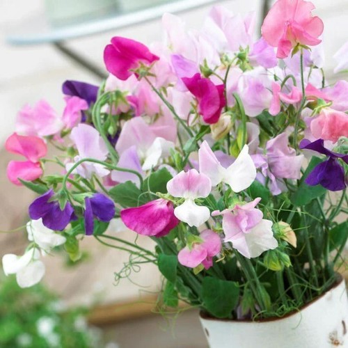 Everlasting sweet pea - 12,