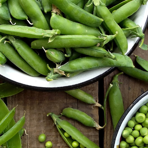 Pea tom thumb - tom, pint