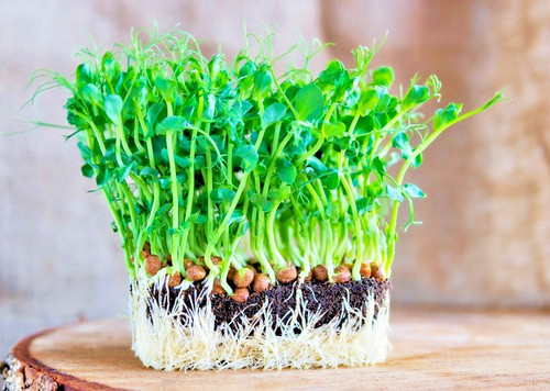 Organic pea - (salad, shoots)