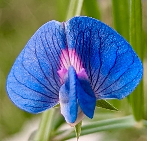 25x blue pink indian sweet - blue,