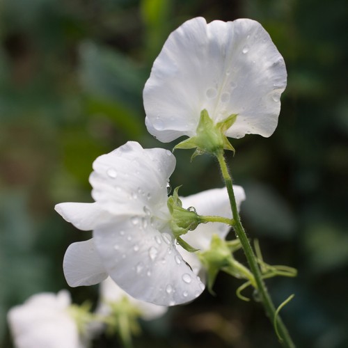 Sweet pea royal family white - sweet,