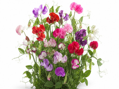 Mammoth sweet pea seeds - mammoth,