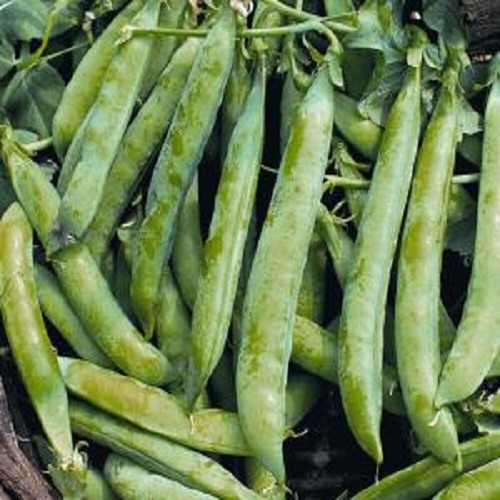 Pea seeds kelvedon wonder - ,
