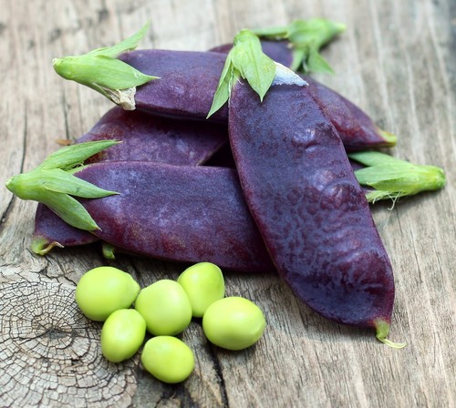Blauwshokker purple peas - peas,